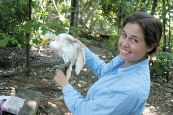 Elizabeth Craig ’07 banding an egret in order to track its activity.